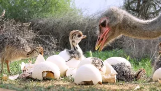 Zázračná planéta: Špionáž v divočine (2/4)