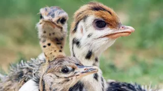 Zázračná planéta: Špionáž v divočine (2/4)