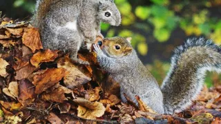 Zázračná planéta: Špionáž v divočine (2/4)