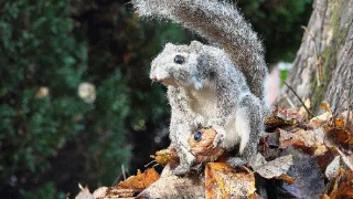Zázračná planéta: Špionáž v divočine (2/4)