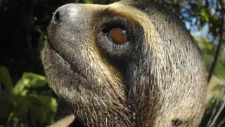 Zázračná planéta: Špionáž v divočine (2/4)