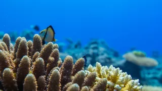 Život na útese (1)