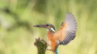 Živá voda, živý svět