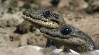 Špionáž v divočine (1/4)