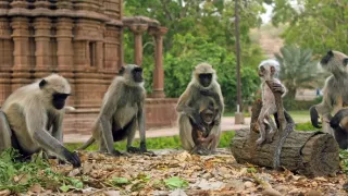 Špionáž v divočine (1/4)