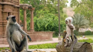 Špionáž v divočine (1/4)