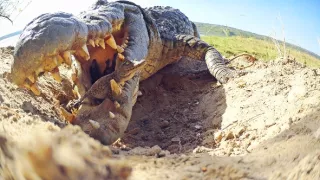 Špionáž v divočine (1/4)