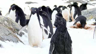 Špionáž v divočine (1/4)