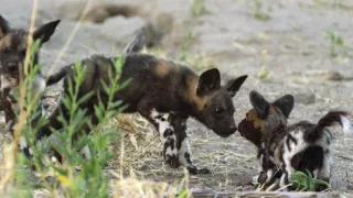 Špionáž v divočine (1/4)