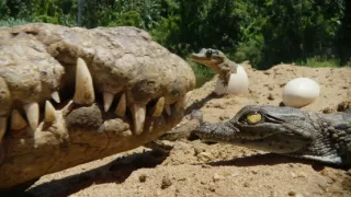 Špionáž v divočine (1/4)