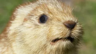 Špionáž v divočine (1/4)