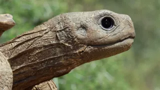 Špionáž v divočine (1/4)