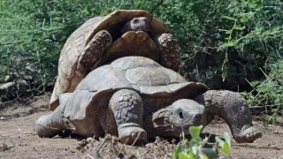 Špionáž v divočine (1/4)