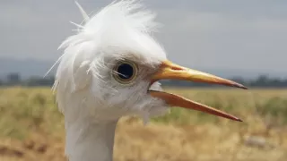 Špionáž v divočine (1/4)