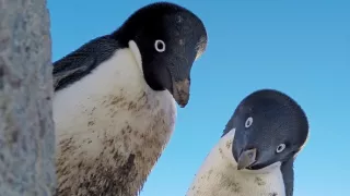 Špionáž v divočine (1/4)