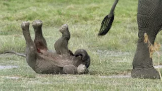 Špionáž v divočine (1/4)