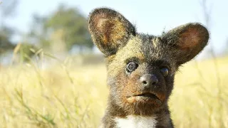 Špionáž v divočine (1/4)