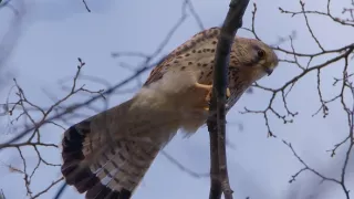 Ptačí rodinky