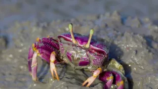 Posledné prírodné raje (4/6)