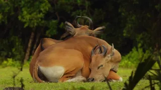 Jak spí zvířata v přírodě