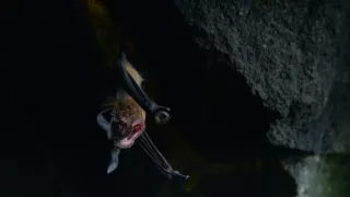 Jak spí zvířata v přírodě