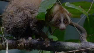 Jak spí zvířata v přírodě