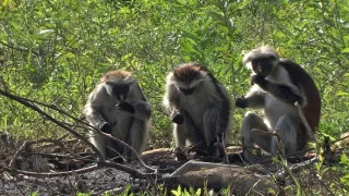 Kráľovstvo divočiny: Gueréza zanzibarská, Tanzánia