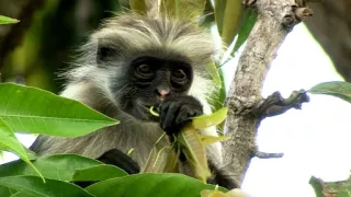 Kráľovstvo divočiny: Gueréza zanzibarská, Tanzánia