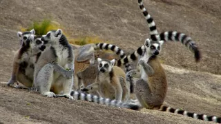 V zemi primátů (2)