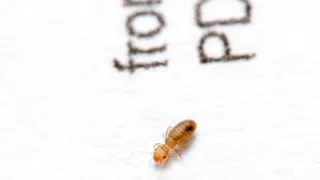 Divočina u nás doma