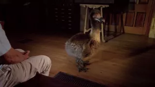 Veľké prírodovedné dobrodružstvá Davida Attenborougha (2/3)