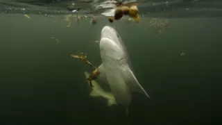 Morské predátory alebo Život na vrchole potravinového reťazca (2/4)