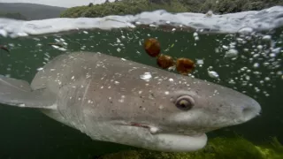 Morské predátory alebo Život na vrchole potravinového reťazca (2/4)