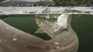 Morské predátory alebo Život na vrchole potravinového reťazca (2/4)