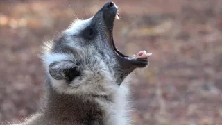 Království divočiny: Lemuři kata, Madagaskar