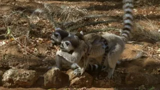 Království divočiny: Lemuři kata, Madagaskar