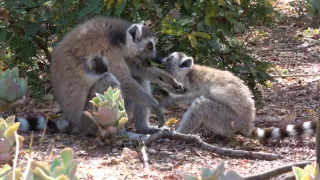 Království divočiny: Lemuři kata, Madagaskar