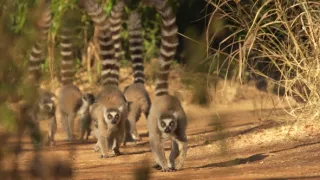 Království divočiny: Lemuři kata, Madagaskar
