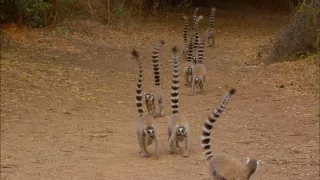 Království divočiny: Lemuři kata, Madagaskar