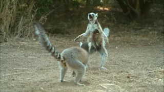 Království divočiny: Lemuři kata, Madagaskar
