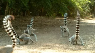 Království divočiny: Lemuři kata, Madagaskar