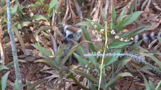 Království divočiny: Lemuři kata, Madagaskar