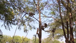 Království divočiny: Lemuři kata, Madagaskar