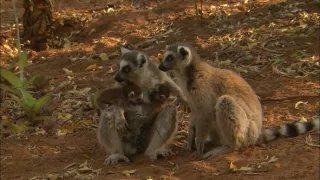 Království divočiny: Lemuři kata, Madagaskar
