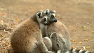 Království divočiny: Lemuři kata, Madagaskar