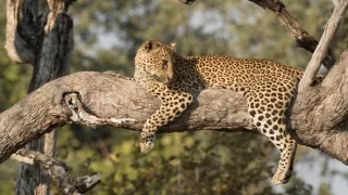 Malika: Leopardia lovkyňa