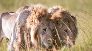Vzostup a pád levej svorky (2/2)