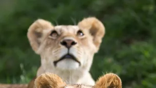 Vzostup a pád levej svorky (2/2)