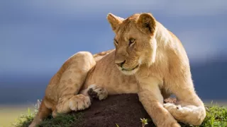 Vzostup a pád levej svorky (2/2)