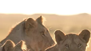 Vzostup a pád levej svorky (2/2)